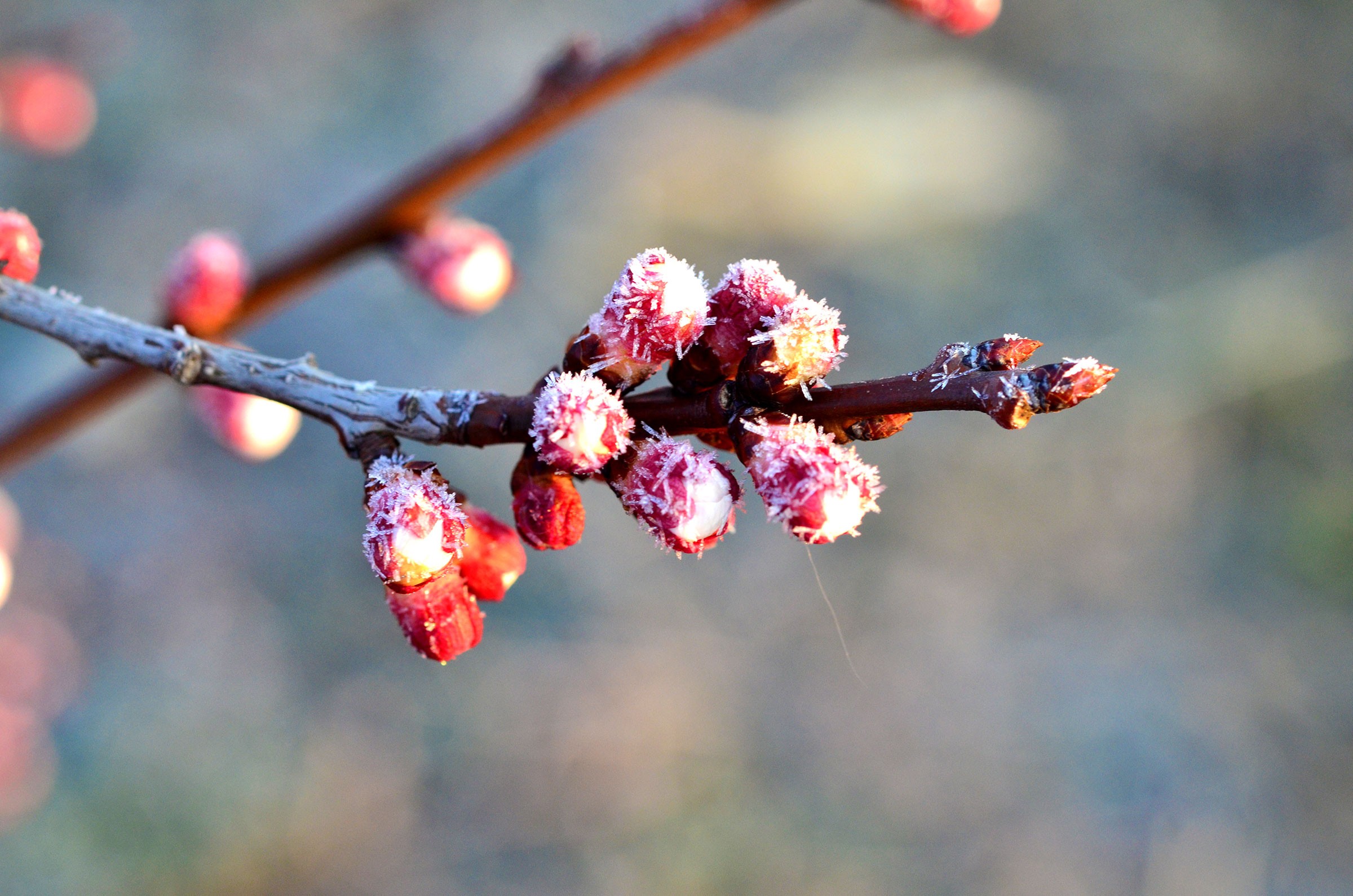Temperaturile pericol pentru mugurii și florile pomilor, primăvara