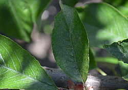 2020_05_cires3.jpg 2020_05_cires3.jpg