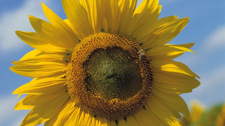 2020_04_sunflower.jpg