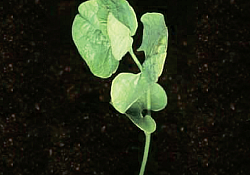 2017_01_curcubitatica.jpg 2017_01_curcubitatica.jpg