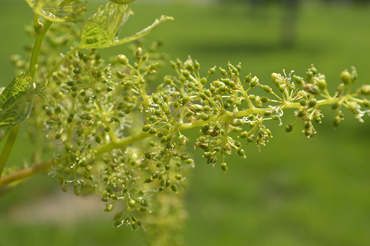 2020_06_ciorchine4.jpg