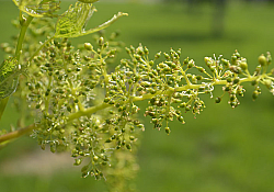 2020_06_ciorchine4.jpg 2020_06_ciorchine4.jpg