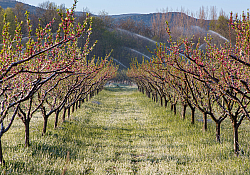 2017_04_livada-protejata-de-bruma-prin-aspersiune.jpg 2017_04_livada-protejata-de-bruma-prin-aspersiune.jpg