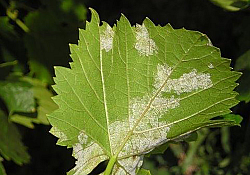 2020_06_mana7-1.jpg 2020_06_mana7-1.jpg