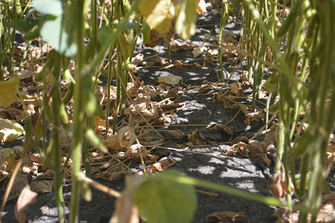 Eficacitatea erbicidului Wing P la diferite culturi