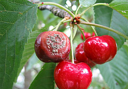 2020_05_monilia-cires3.jpg 2020_05_monilia-cires3.jpg