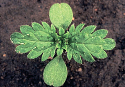 2017_01_urzica-mica.jpg 2017_01_urzica-mica.jpg