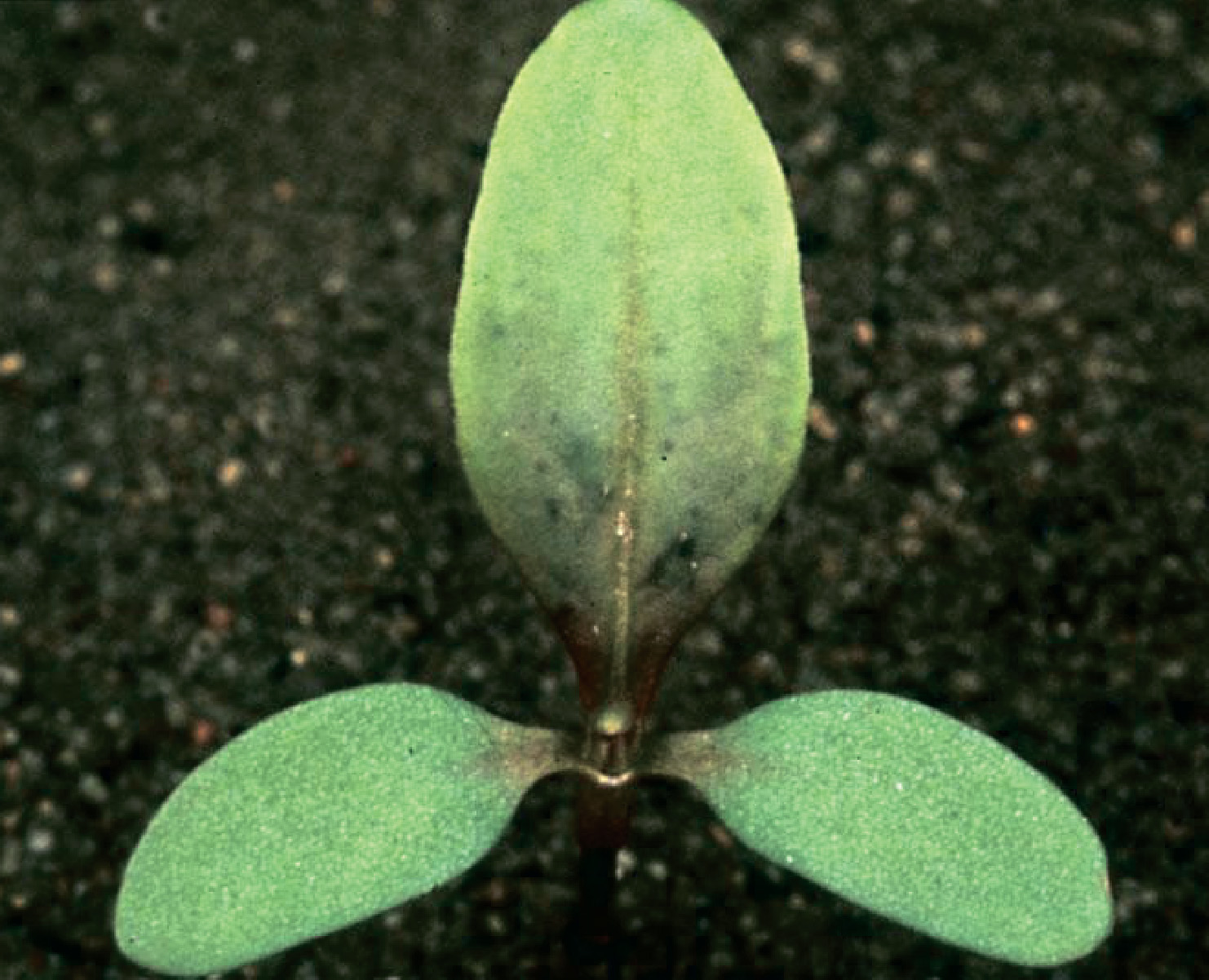 alt_Горец почечуйный / Ardeiul broaştei