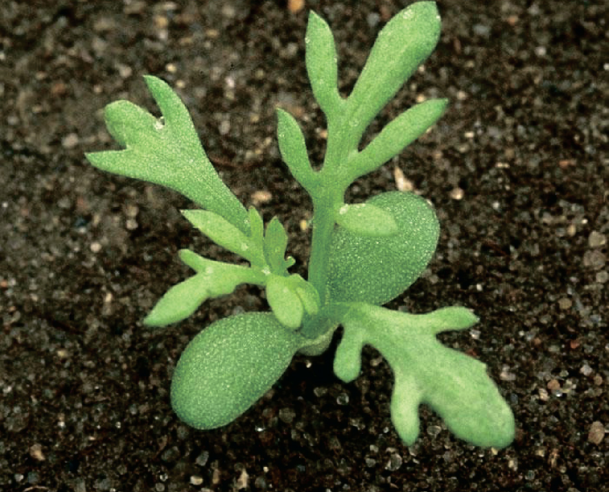 Пупавка полевая / Romaniţă de câmp