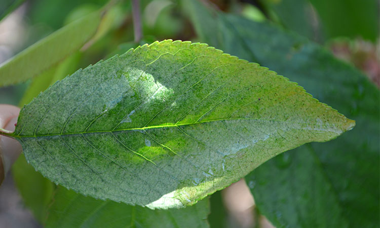 Avertizare fitosanitară de acarieni la cireș – 15 mai 2020