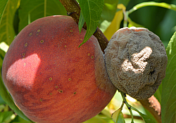 2025_02_piersic-monilioza-fruct.jpg 2025_02_piersic-monilioza-fruct.jpg