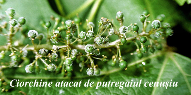 Avertizare fitosanitară de boli la vița de vie – 22 iunie: putregaiul cenușiu