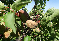 2025_01_cais-monilioza-fruct.jpg 2025_01_cais-monilioza-fruct.jpg