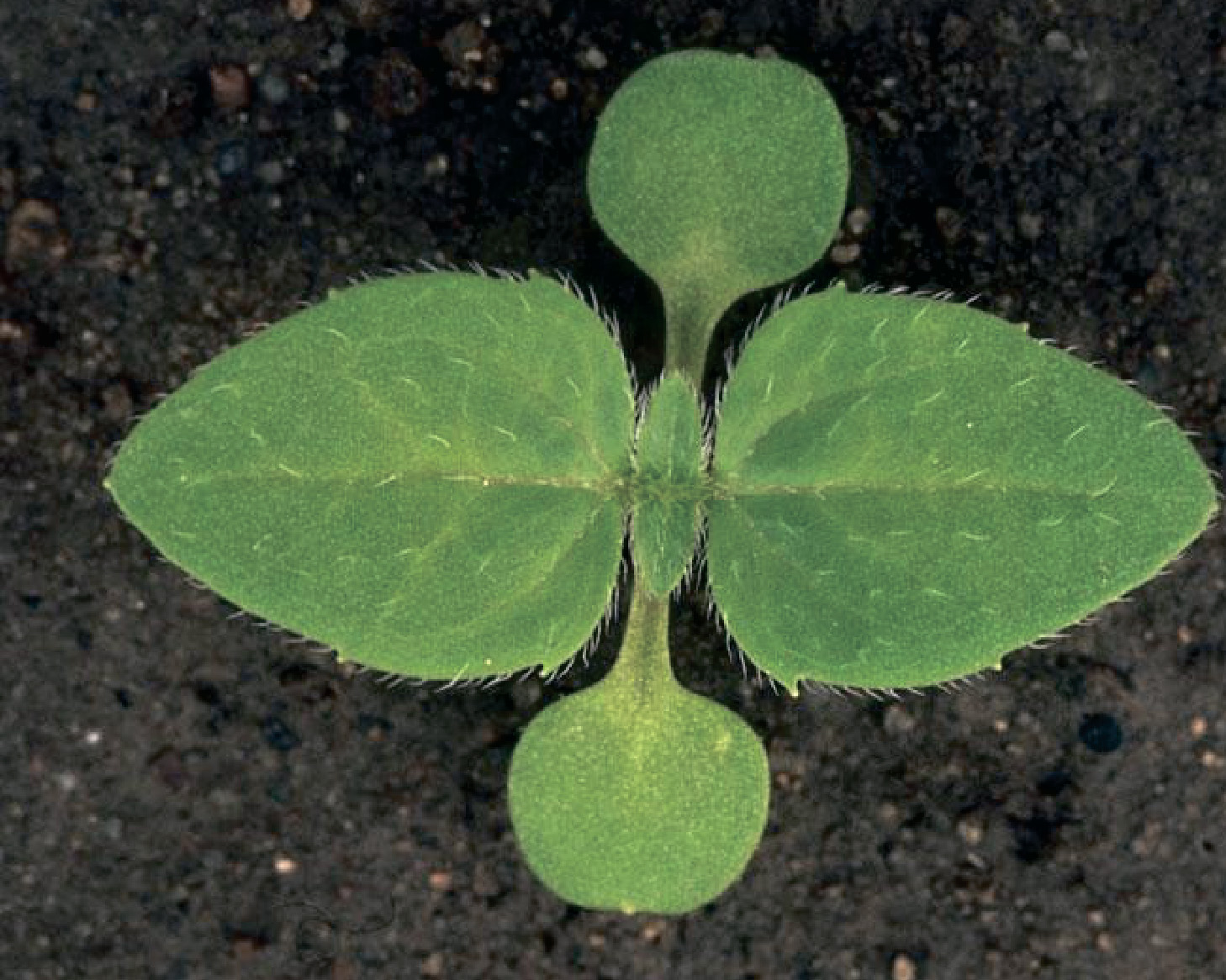 alt_Галинсога мелкоцветковая / Busuioc sălbatic