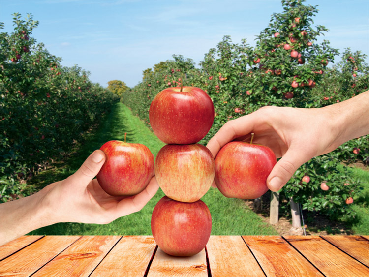 Regalis® Plus - regulator de creştere cu acţiune retardantă pentru livezile de măr