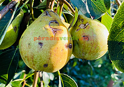 2024_06_fructe-cicatrizate-delan2.jpg 2024_06_fructe-cicatrizate-delan2.jpg