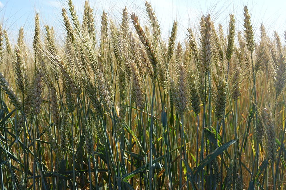 Fotografia zilei: grâu de toamnă „Winner”
