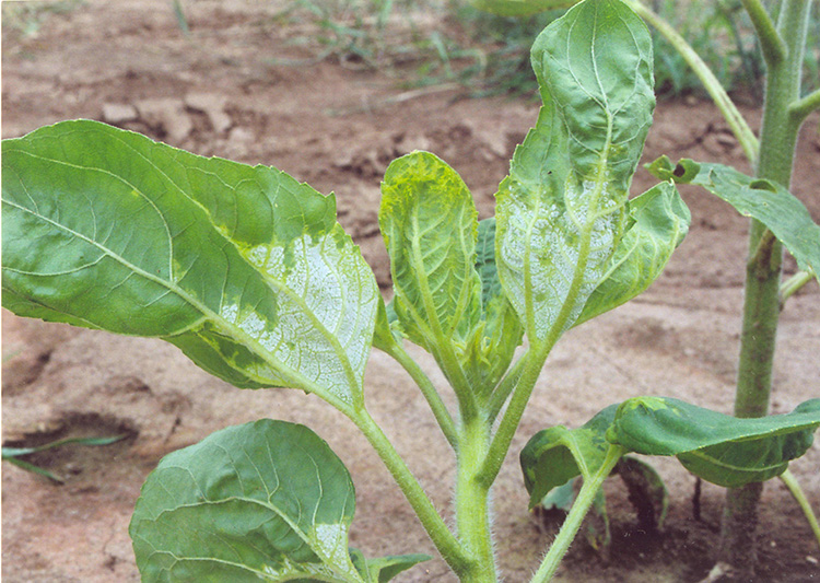 alt_Болезни подсолнечника. Ложная мучнистая роса подсолнечника (пероноспороз) /Plasmopara halstedii/ Mana florii soarelui