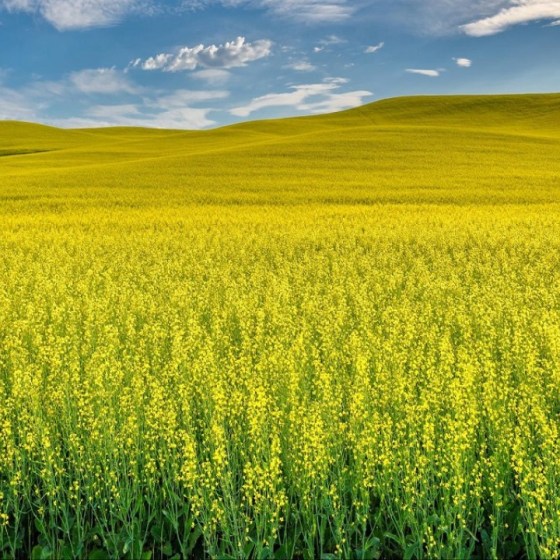 InVigor InV1266 CL - un hibrid Clearfield de rapiță de toamnă, bine adaptat la clima din Republica Moldova // Video