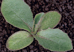 2017_01_laptuci-dintati.jpg 2017_01_laptuci-dintati.jpg