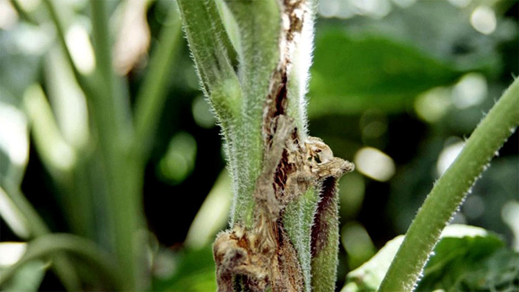 2020_04_1-sclerotinia.jpg