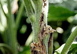 2020_04_1-sclerotinia.jpg 2020_04_1-sclerotinia.jpg