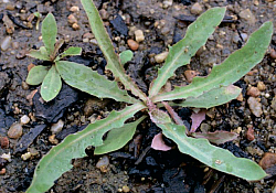 2017_01_laptuci-tataresti.jpg 2017_01_laptuci-tataresti.jpg