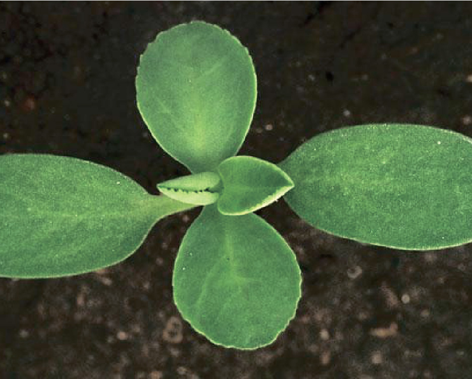 Молочай-солнцегляд / Laptele câinelui, Alior