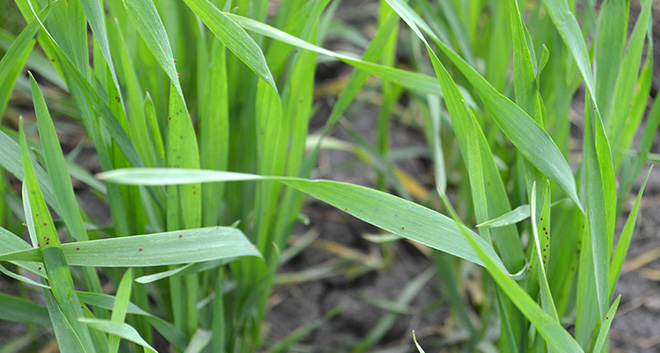 alt_Avertizare fitosanitară de dăunători la grâu – 20 aprilie 2018