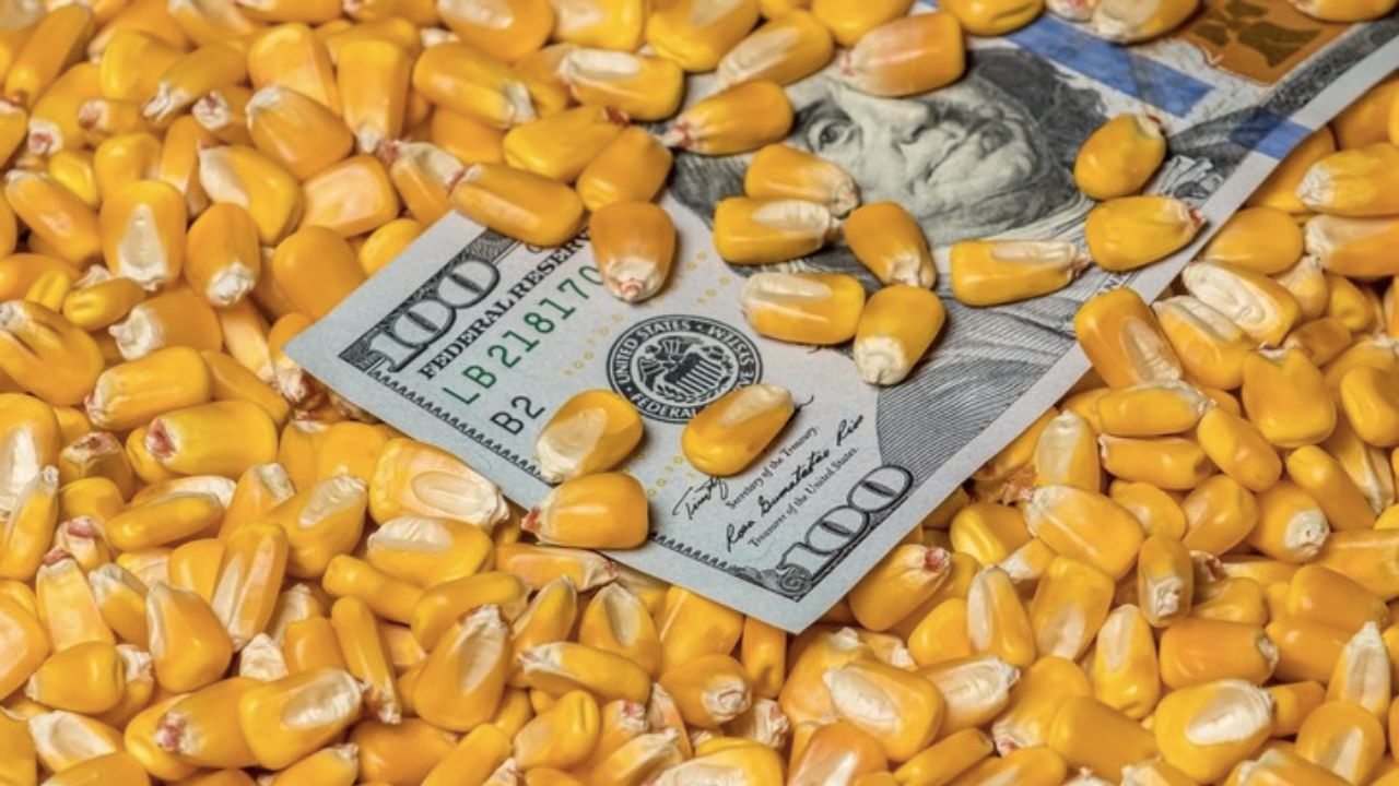 Bursa cerealelor, la zi! După minime istorice se așteaptă o revenire a prețului. Pe când „minunea”?