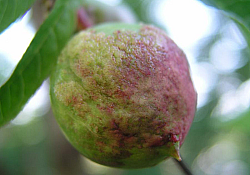 2025_02_piersic-basicarea-fruct.jpg 2025_02_piersic-basicarea-fruct.jpg