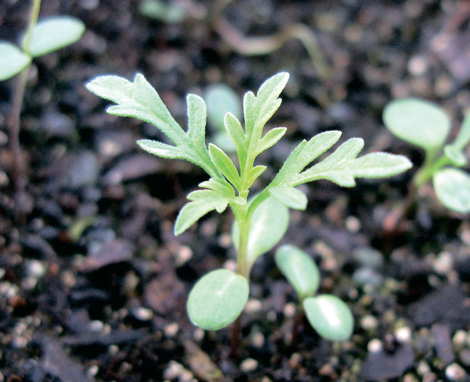 alt_Амброзия полыннолистная / Ambrozia penifolie