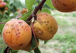 2025_01_cais-rapan.jpg 2025_01_cais-rapan.jpg