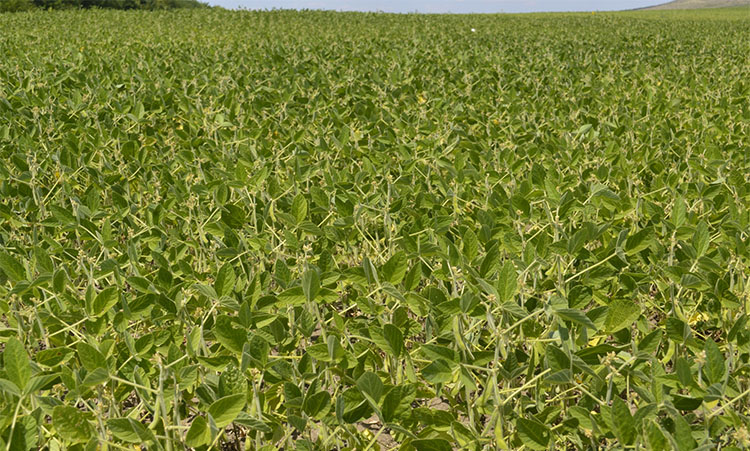 2017_05_soia-pulsar.jpg 2017_05_soia-pulsar.jpg