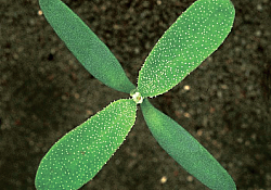 2017_01_loboda.jpg 2017_01_loboda.jpg