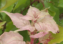 2025_01_cais-basicarea-frunzelor.jpg 2025_01_cais-basicarea-frunzelor.jpg