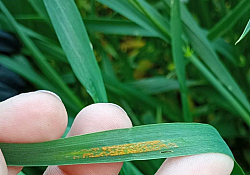 2025_05_rugina-galbena3.jpg 2025_05_rugina-galbena3.jpg