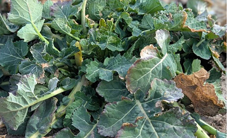 Cum să scoatem culturile agricole din stres?