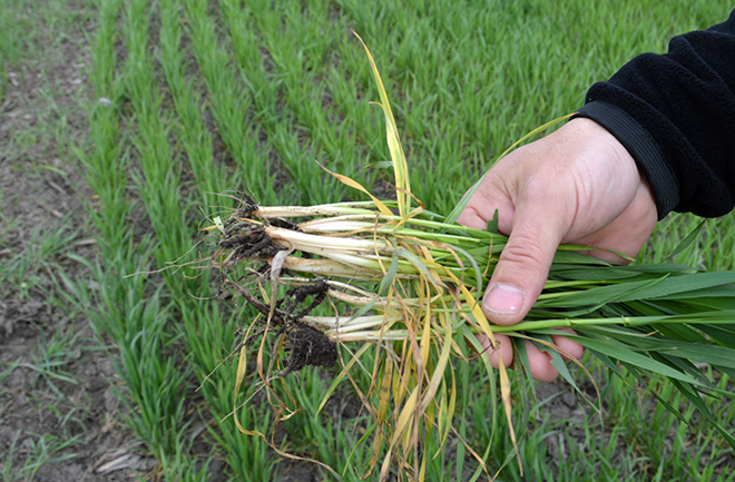 alt_Avertizare fitosanitară de boli la grâu – 20 aprilie 2018