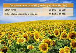 2025_02_insun200-5.jpg 2025_02_insun200-5.jpg