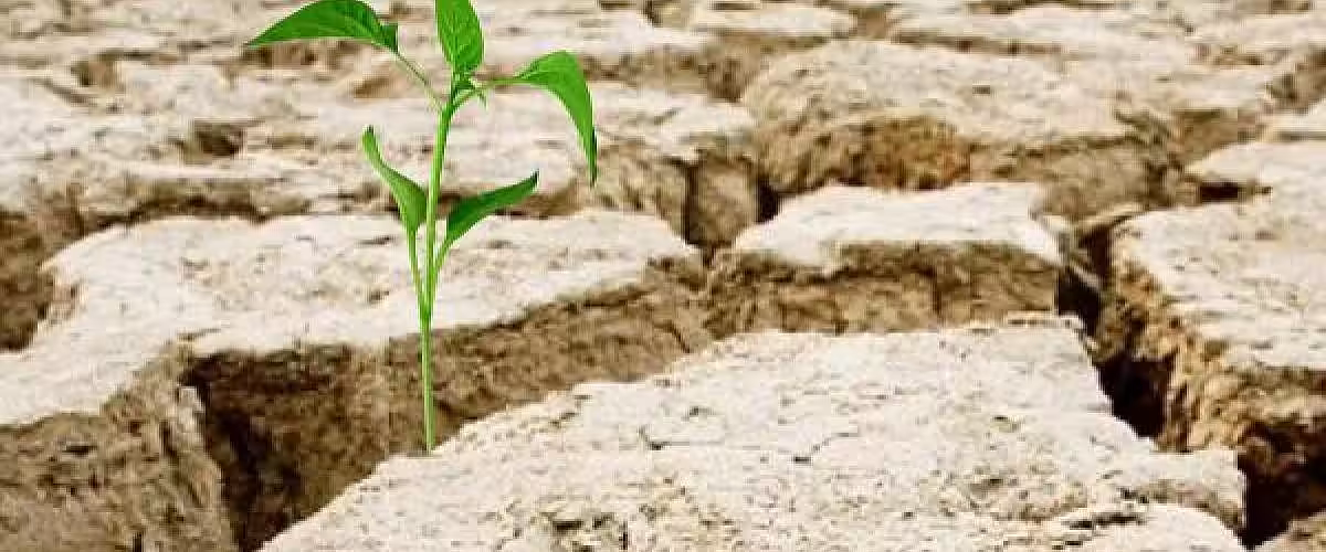 Subvenționarea primelor de asigurare în agricultură pentru anul 2021 în vigoare