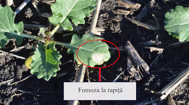 Avertizare fitosanitară – fomoza la rapiță