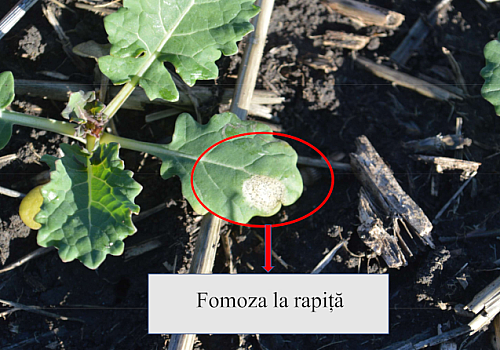 alt_Avertizare fitosanitară – fomoza la rapiță