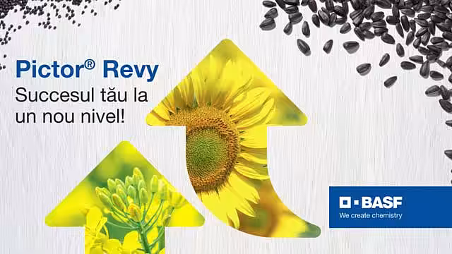 Pictor® Revy – noul fungicid pentru rapiță, floarea-soarelui, soia, porumb și sfecla de zahăr