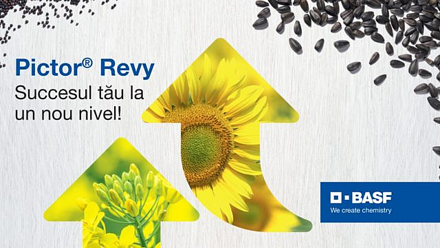 Pictor® Revy – noul fungicid pentru rapiță, floarea-soarelui, soia, porumb și sfecla de zahăr