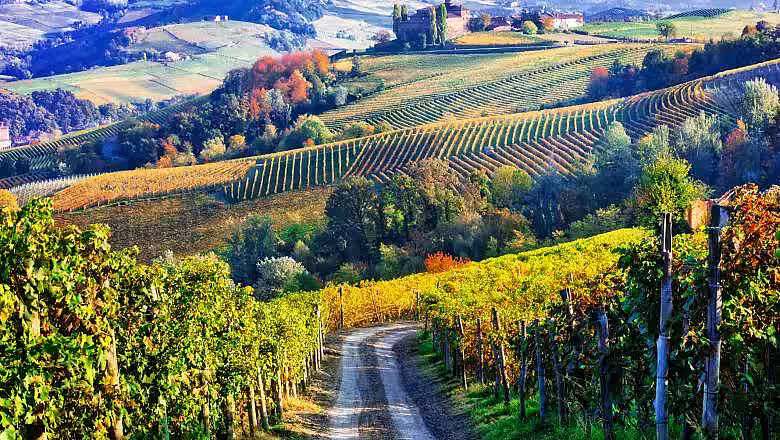 Viticultorii italieni au nevoie de peste 100.000 de muncitori sezonieri pentru recoltare și sunt disperați din cauza carantinei: Plătim noi testele