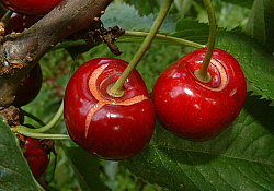 2025_06_cirese-crapate1.jpg