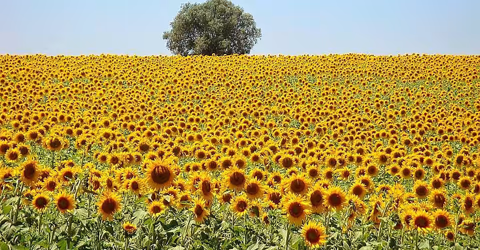 Invazia rusească ar putea diminua cu 42% recolta de floarea soarelui a Ucrainei