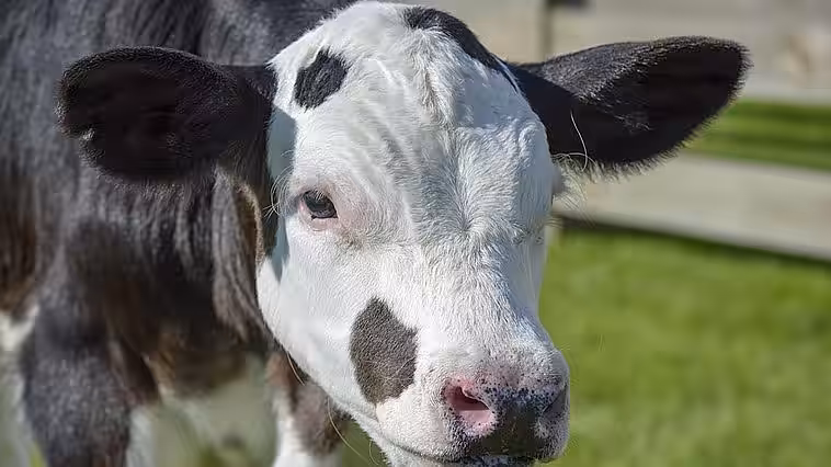 Ministerul Agriculturii lansează primul apel de subvenționare per cap de animal