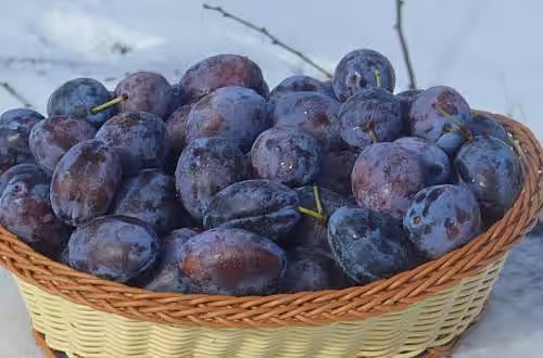 alt_Prune calitative în mijloc de februarie? Vedeți schema de protecție și fertilizare utilizată